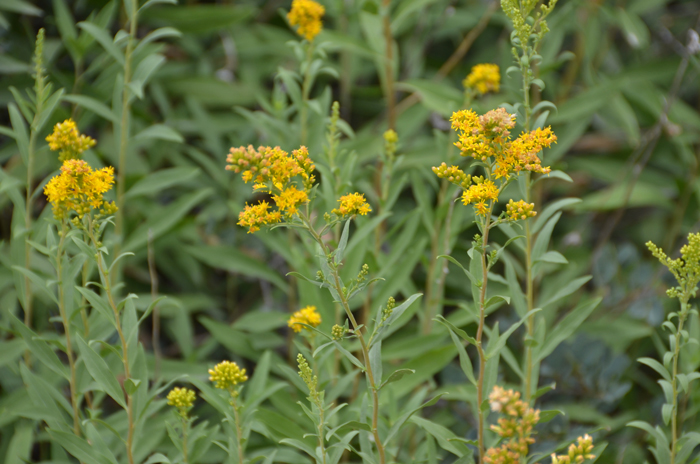 Missouri Goldenrod is a perennial that grows from rhizomes. The floral heads have both ray and disk florets. Solidago missouriensis
